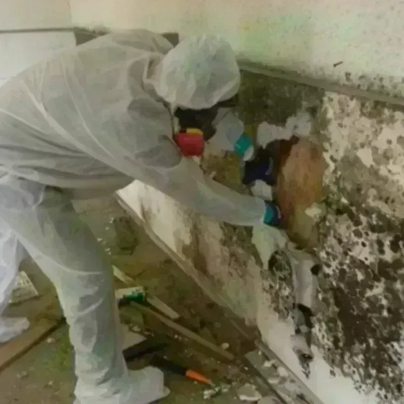 Mold Remediation and Removal in Long Lake, IL